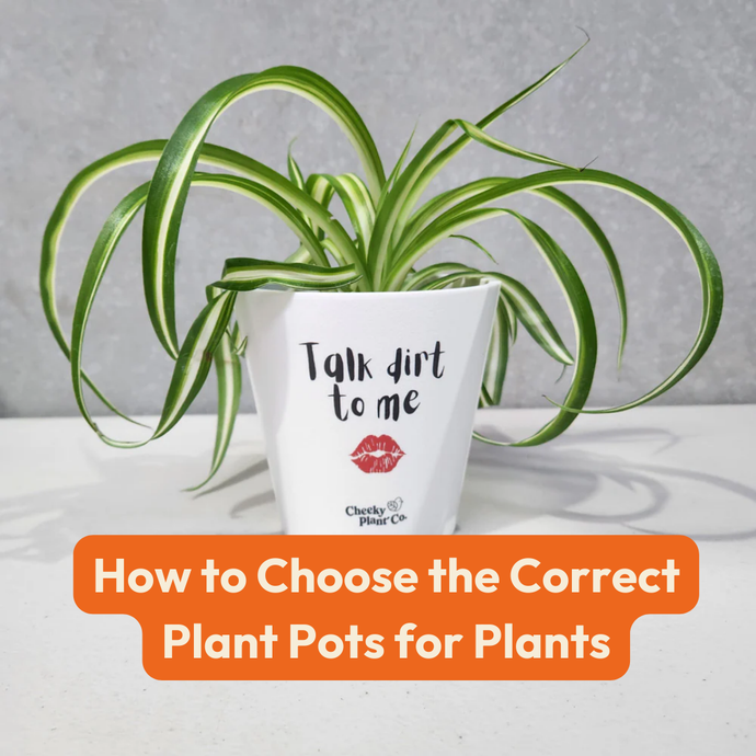 How to Choose the Correct Plant Pots for Plants