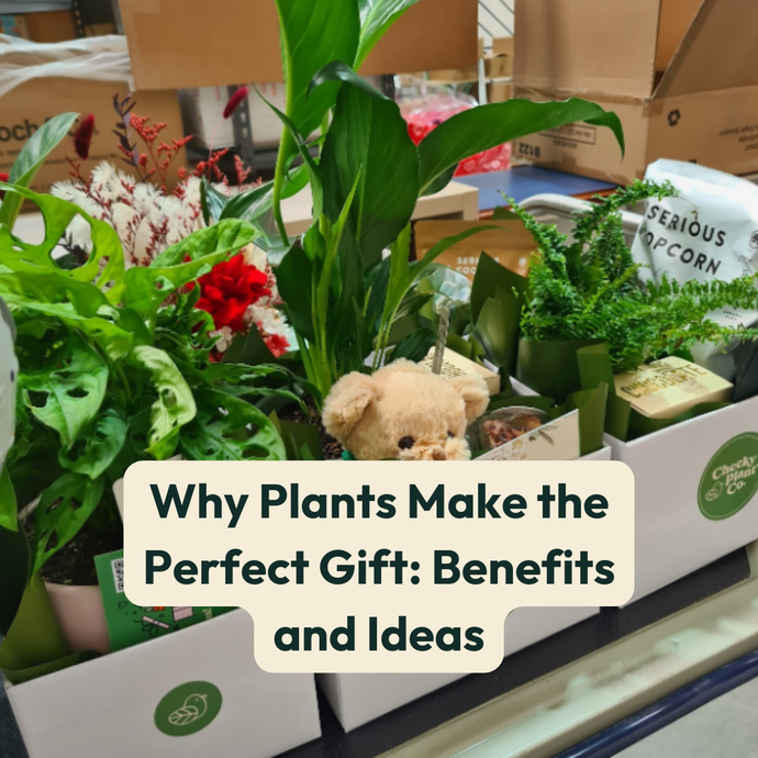 Why Plants Make the Perfect Gift: Benefits and Ideas