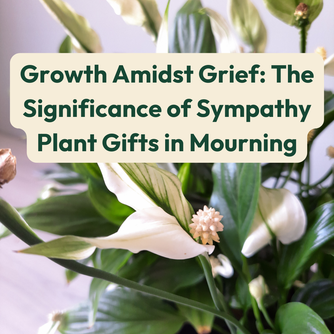 Growth Amidst Grief: The Significance of Sympathy Plant Gifts in Mourn ...