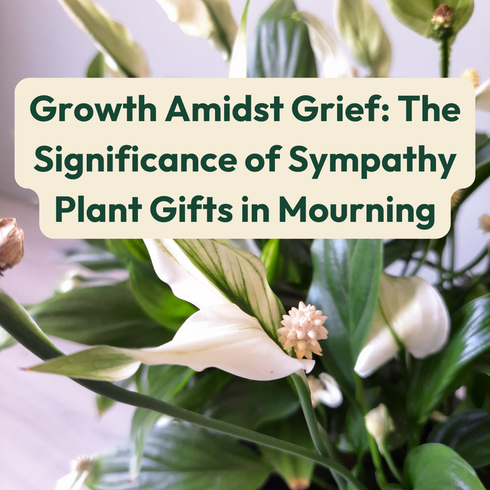 Growth Amidst Grief: The Significance of Sympathy Plant Gifts in Mourning