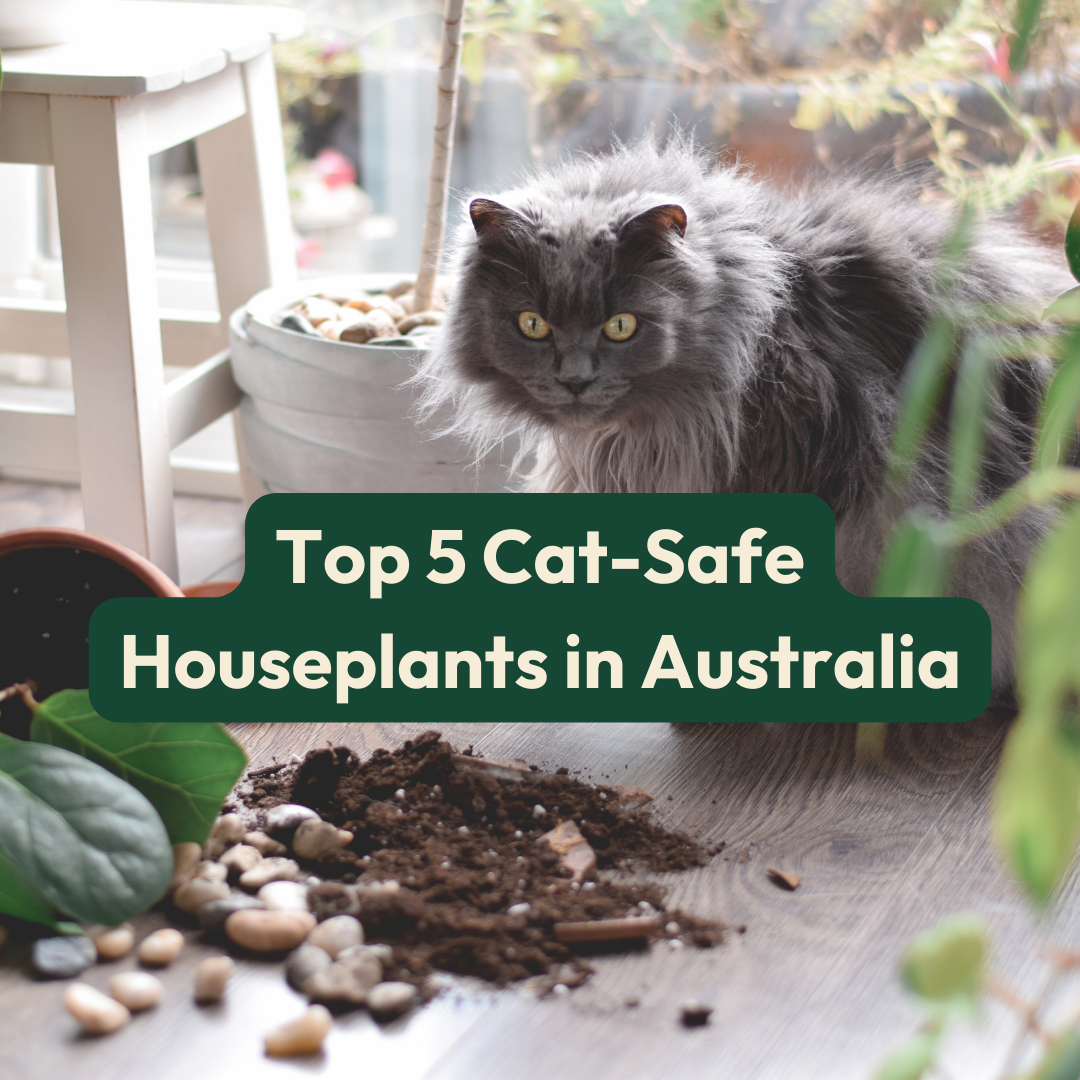 Top 5 Cat-safe Houseplants In Australia – Cheeky Plant Co.