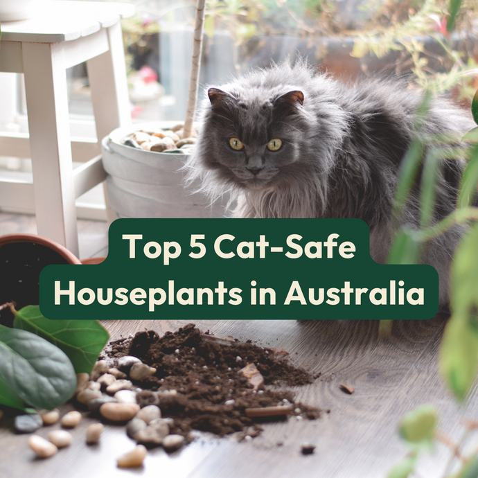 Top 5 Cat-Safe Houseplants in Australia