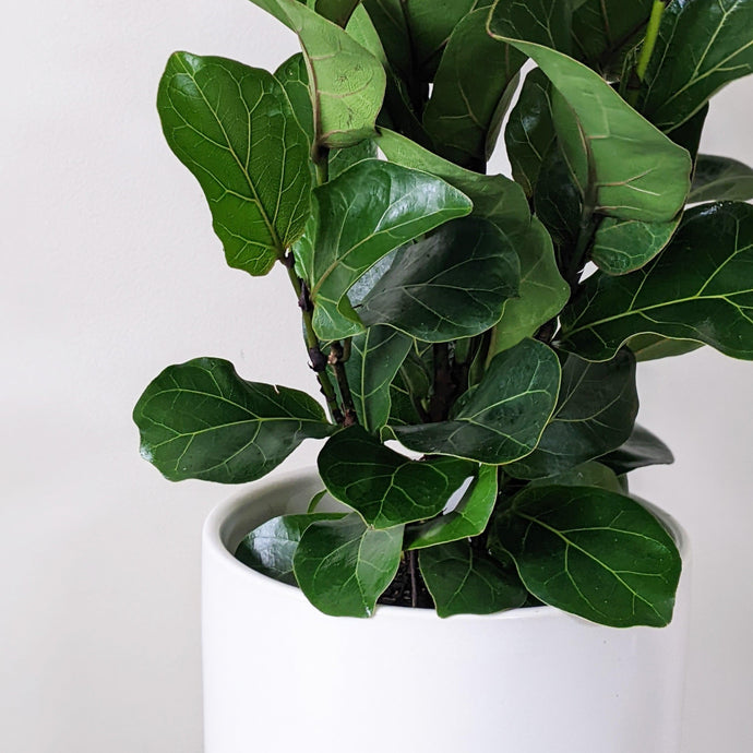Seasonal Plant Gifting Guide: What to Give Every Season