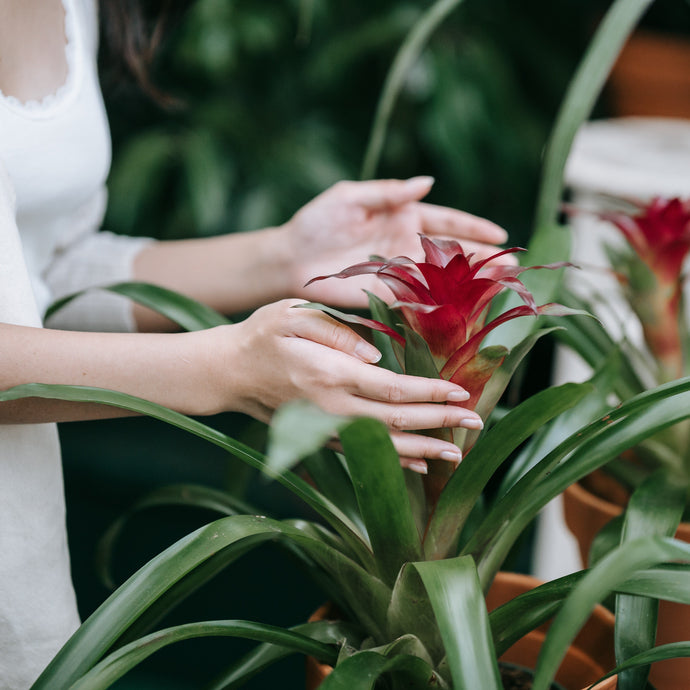 A Guide to Indoor & Outdoor Bromeliad Care