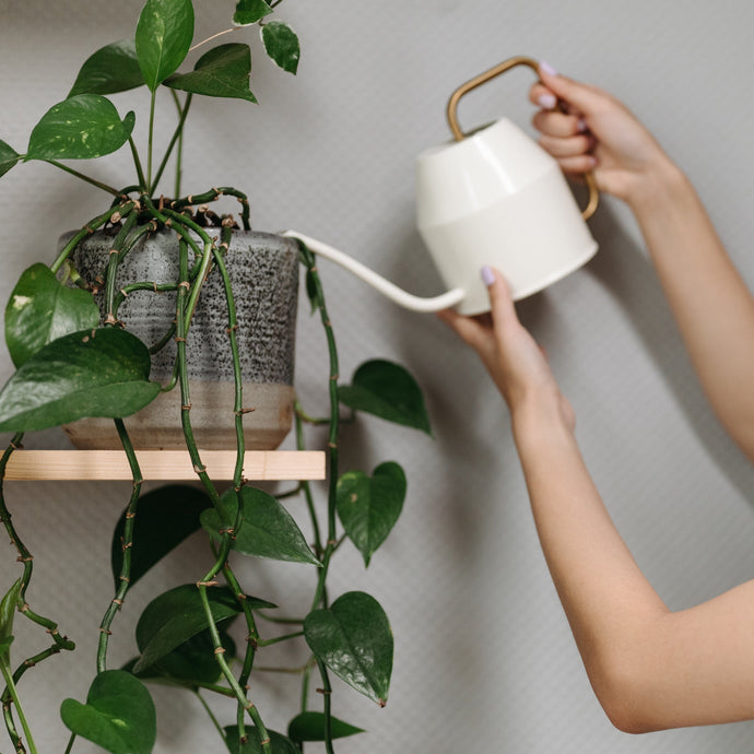 A Guide to Watering Your Indoor Plants