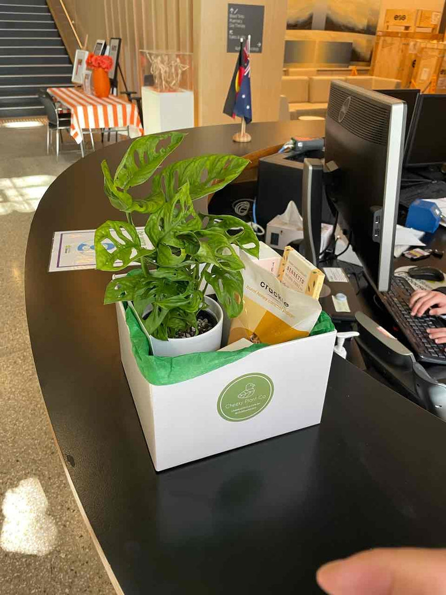 A Sydney Plant Delivery Is Exactly What You Need – Cheeky Plant Co.