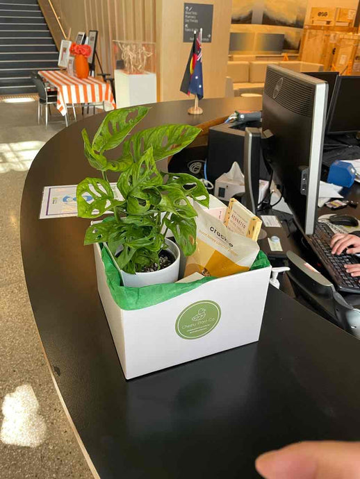 A Sydney Plant Delivery Is Exactly What You Need