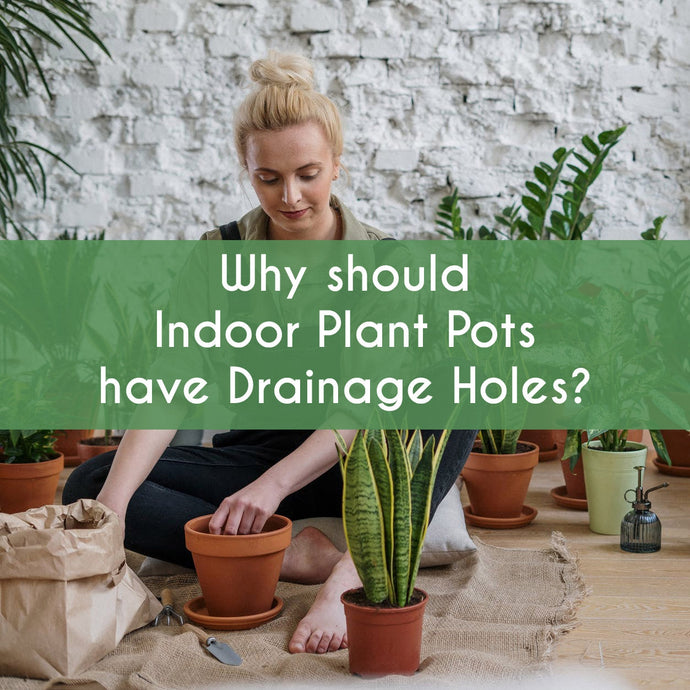 Why should Indoor Plant Pots have Drainage Holes?