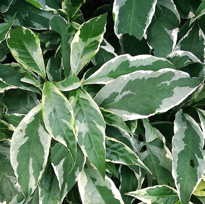 All About Variegated Indoor Plants