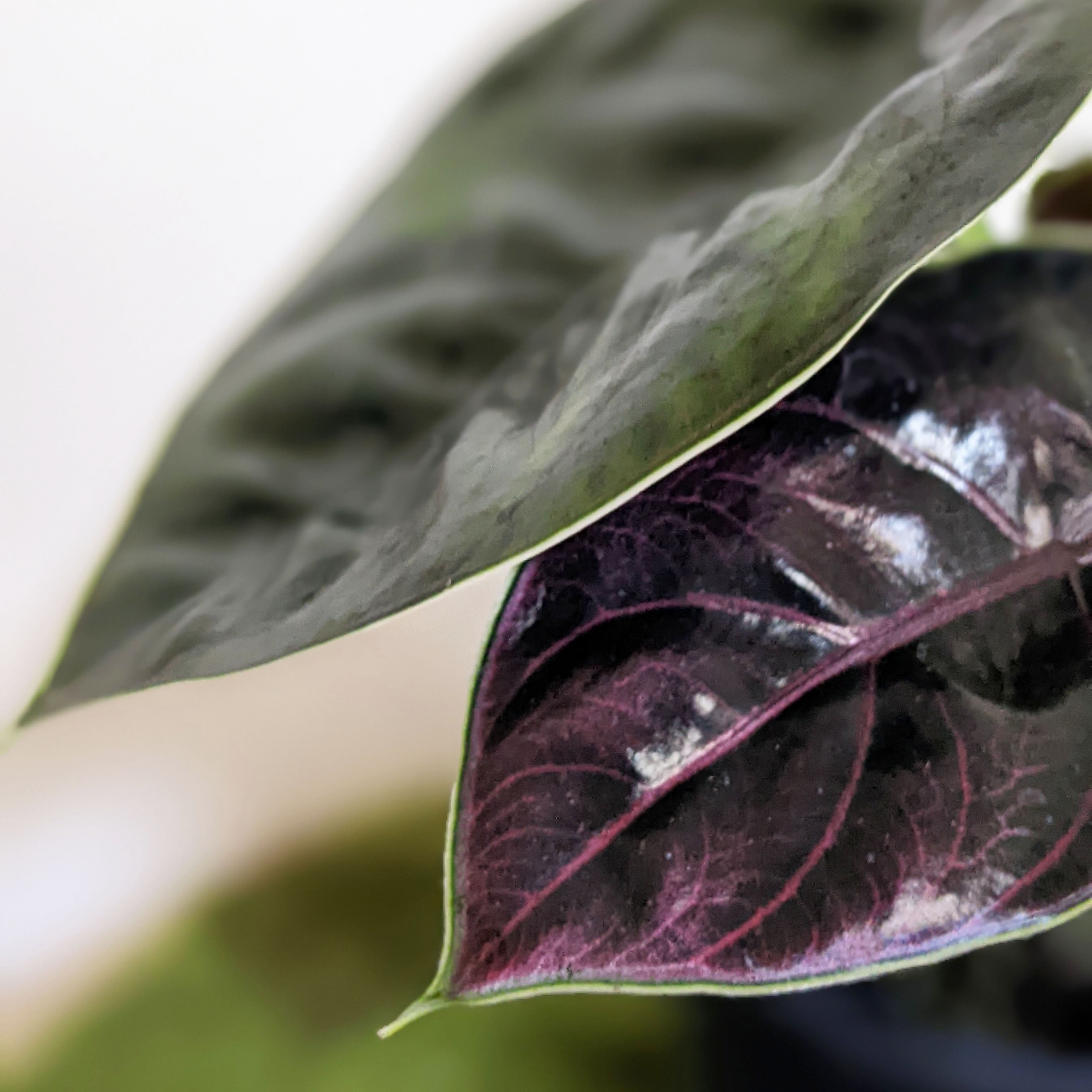 Azlanii popular Alocasia