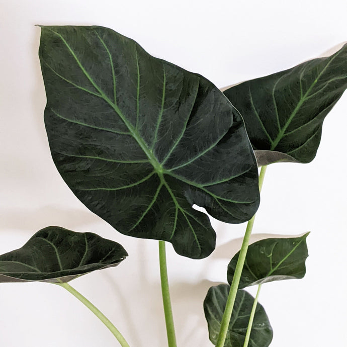 Alocasia Care