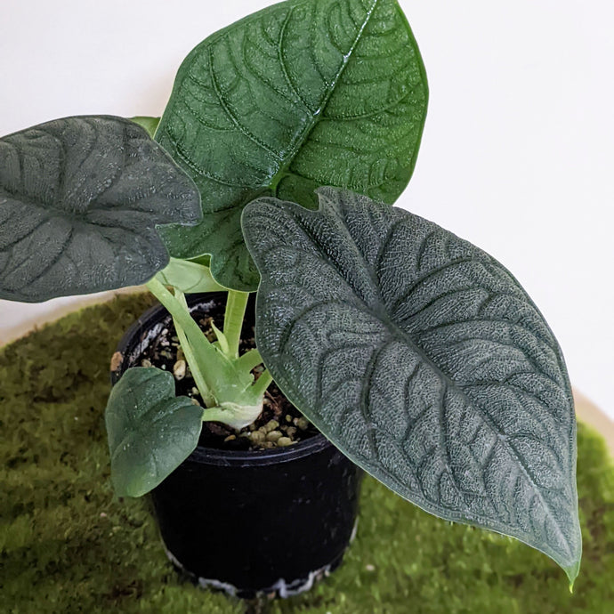 Alocasia Melo Care