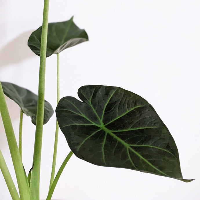 Alocasia Regal Shield Care