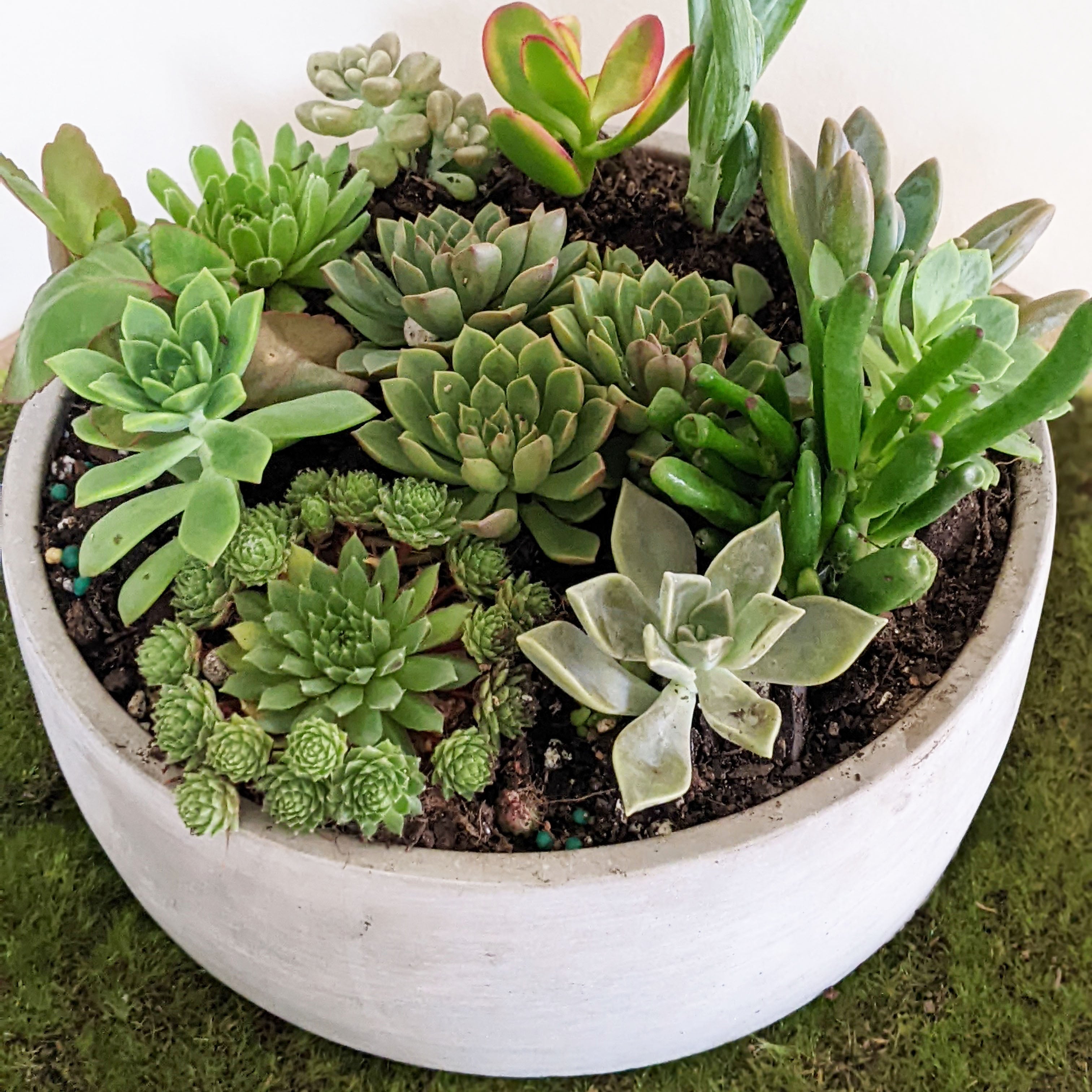 Are Succulents OK to Gift?  Cheeky Plant Co.