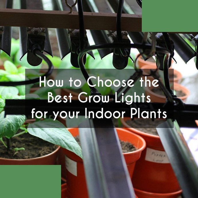 How to Choose the Best Grow Lights for your Indoor Plants