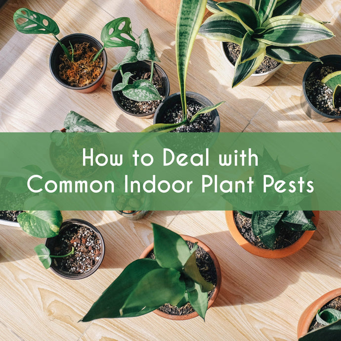 How to Deal with Common Indoor Plant Pests