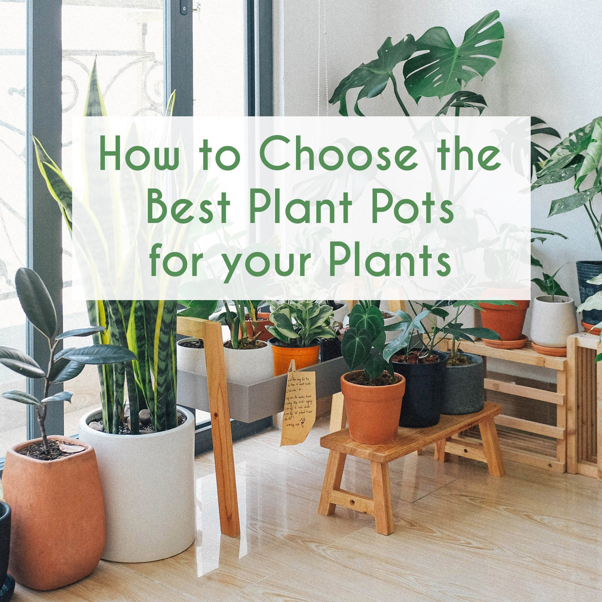 How to Choose the Best Plant Pots for your Plants – Cheeky Plant Co.