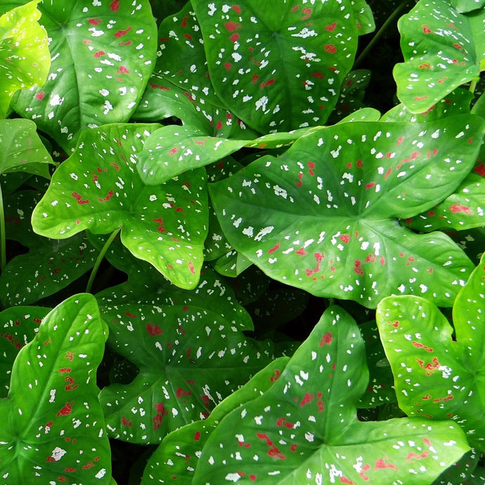 Caladium Plant Care