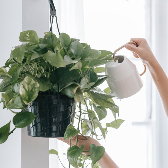 Common Reasons Why Your Plants Keep Dying