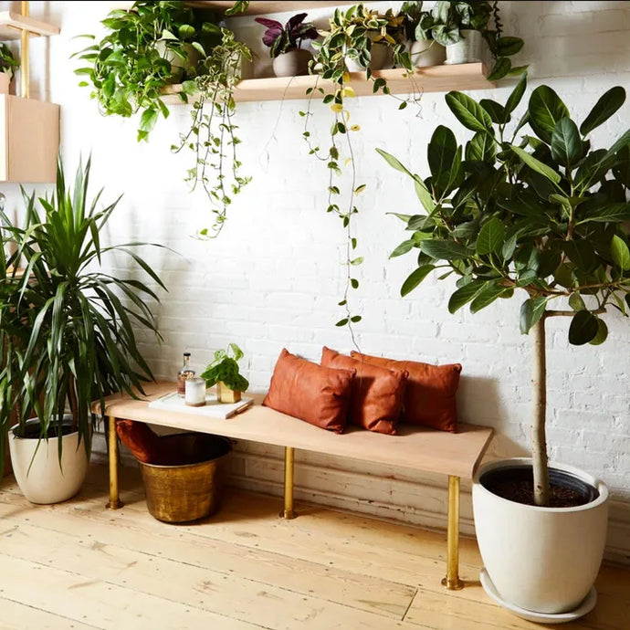 How to Enliven Your Home with Plants