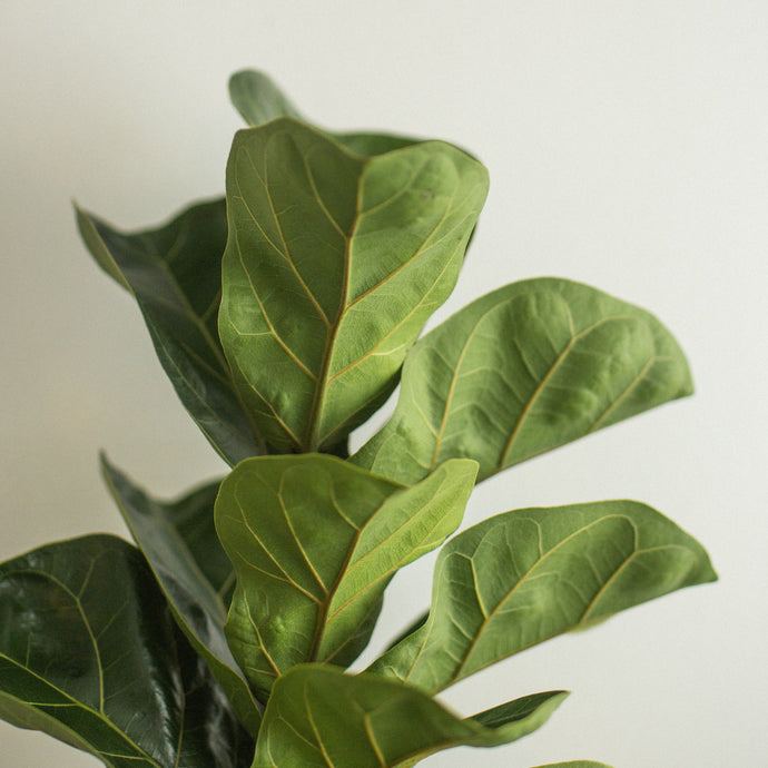 Caring For a Fiddle Leaf Fig