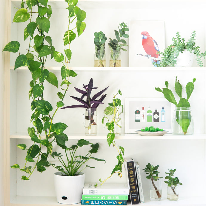 Five Indoor Plants to Boost Your Mood and Health