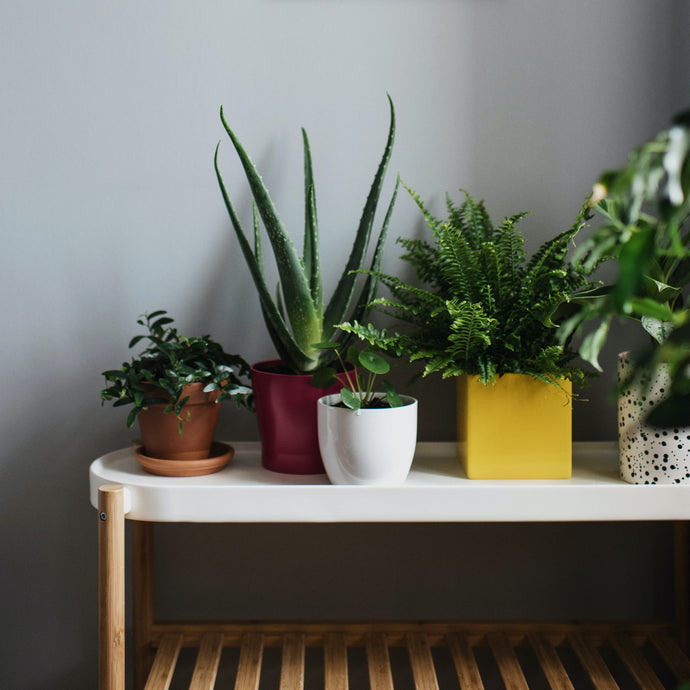 Five Reasons Why You Should Decorate Your Home with Houseplants