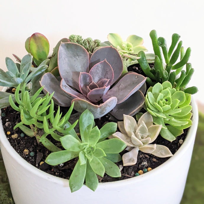 Gift Guide: Best Plant Gifts for Your Friends and Family