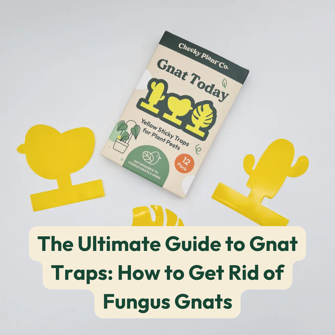 The Ultimate Guide to Gnat Traps: How to Get Rid of Fungus Gnats