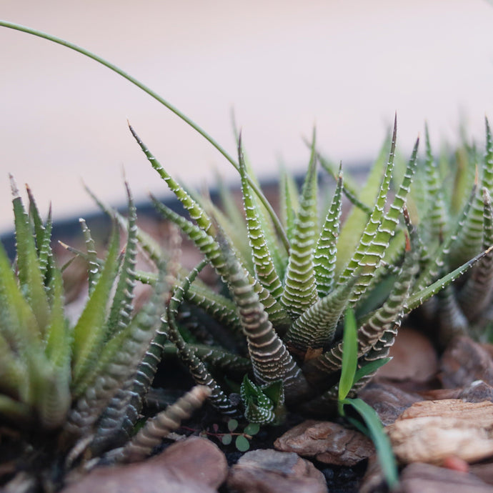 Growing Haworthia Succulents