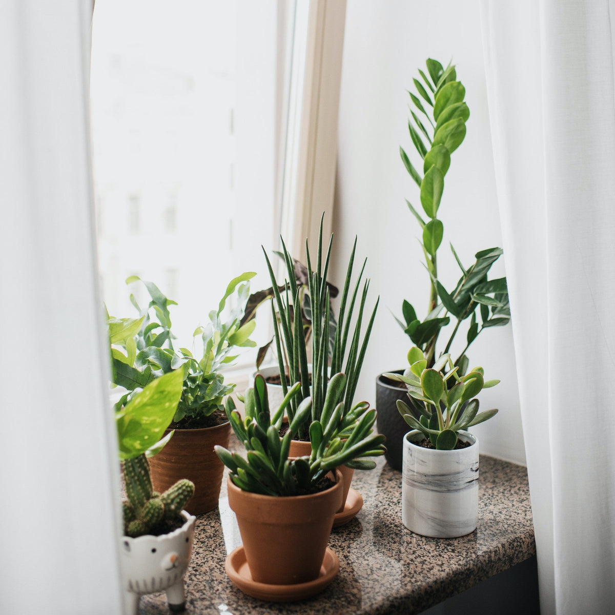 Guide to Buying Plants Online in Australia – Cheeky Plant Co.