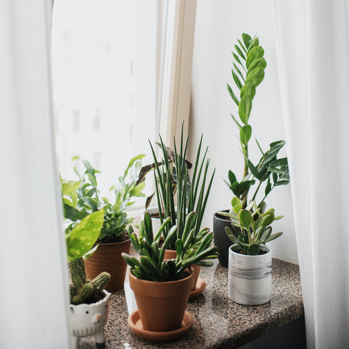 Guide to Buying Plants Online in Australia