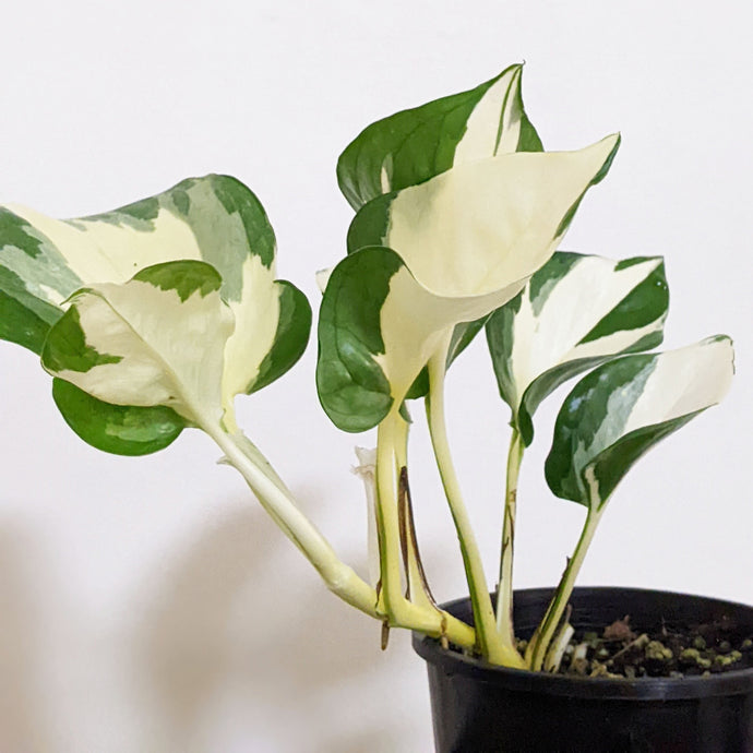 Guide to Manjula Pothos Care and Propagation