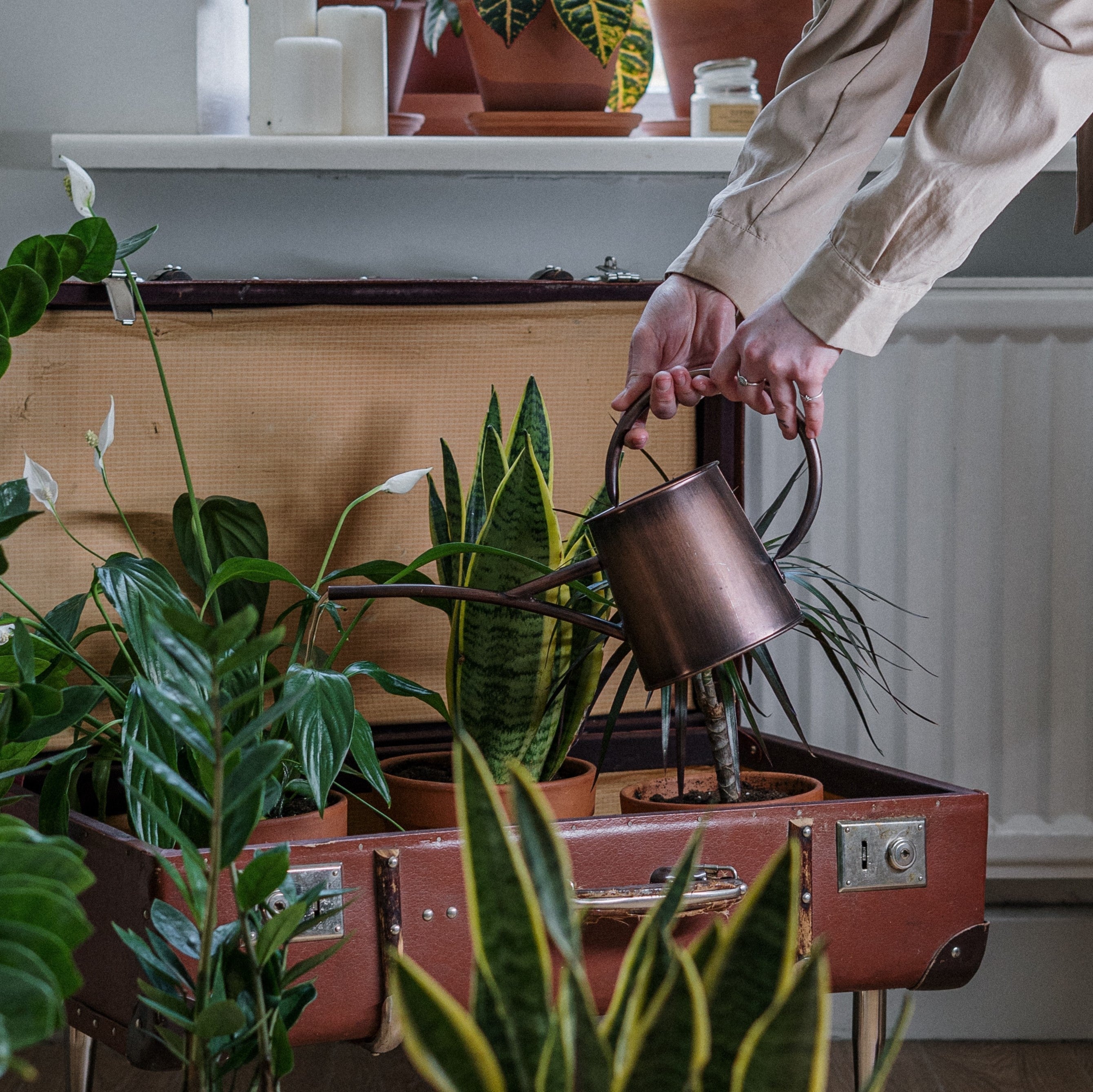 How Often Should I Water My Plants? – Cheeky Plant Co.