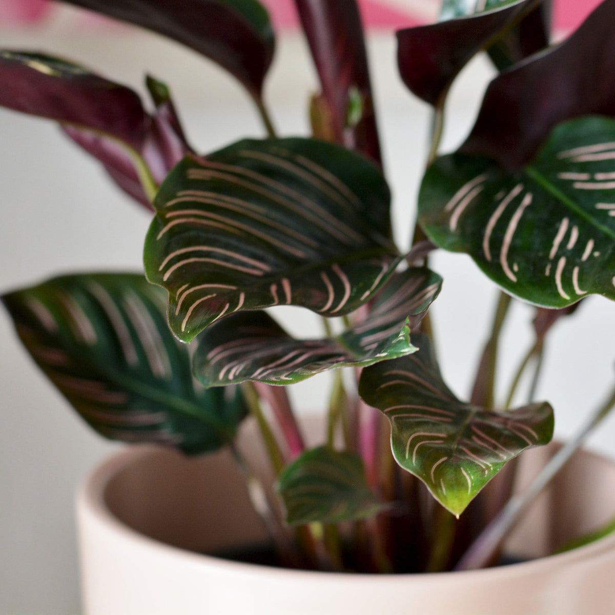 How to Care for a Calathea – Cheeky Plant Co.