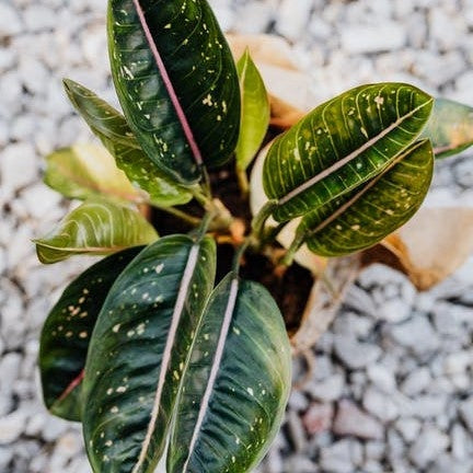 How To Care for A Chinese Evergreen Plant