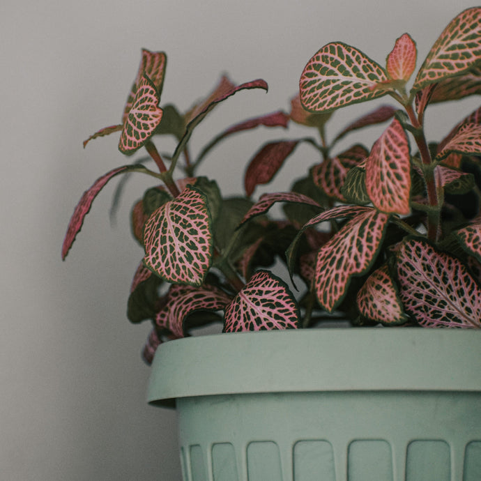 How to Care for a Fittonia Nerve Plant