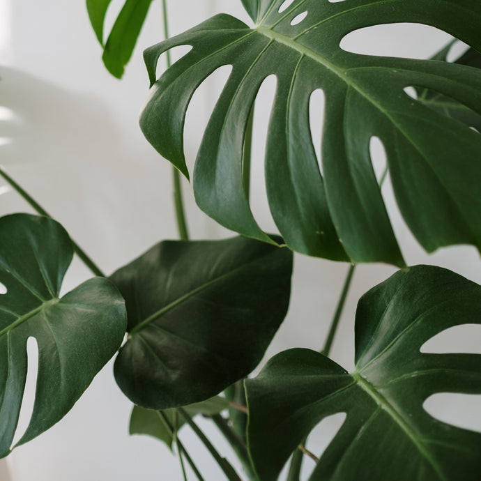 How To Care for A Monstera deliciosa