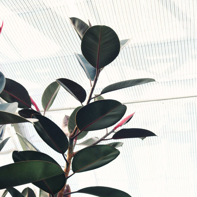 How To Care for A Rubber Tree Plant