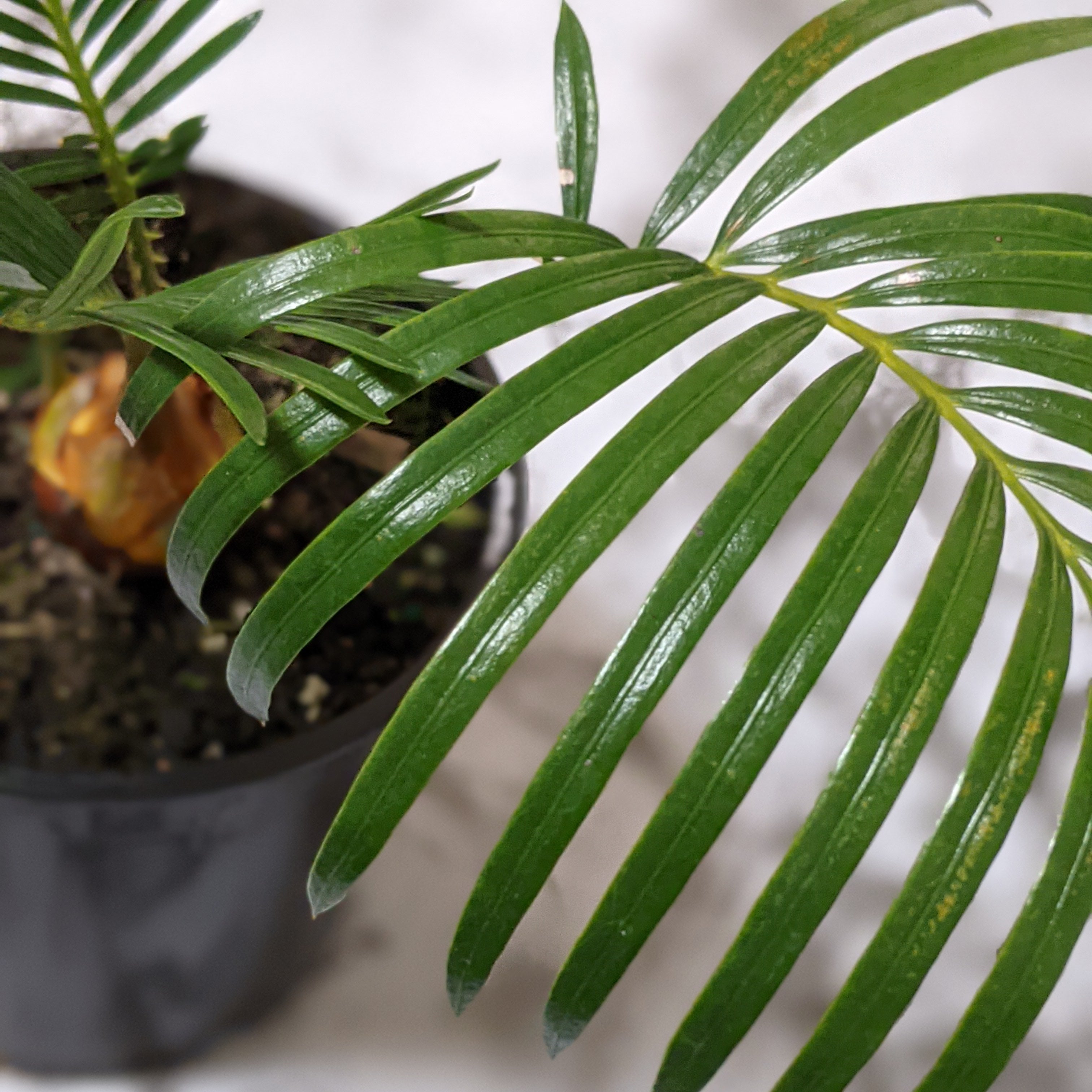How to Care for a Sago Palm  Cheeky Plant Co.