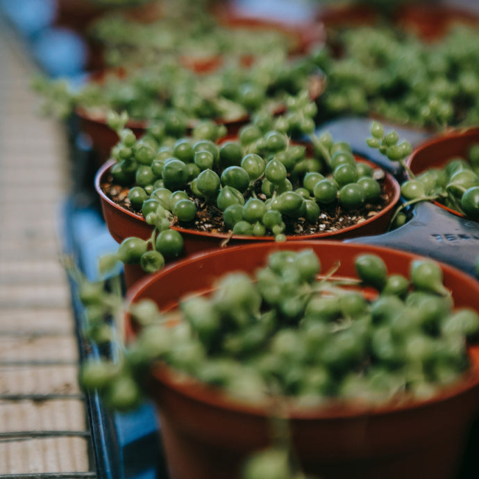 How To Care for A String of Pearls (Senecio rowleyanus)