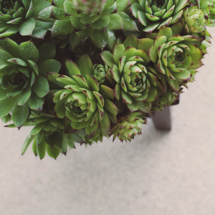 How to Care for a Succulent Arrangement