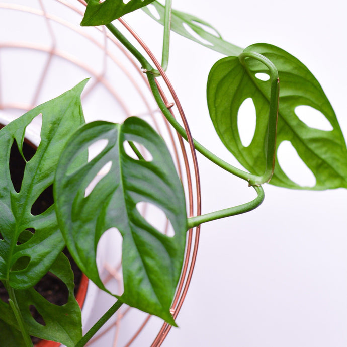 How To Care for A Swiss Cheese Plant (Monstera adansonii)