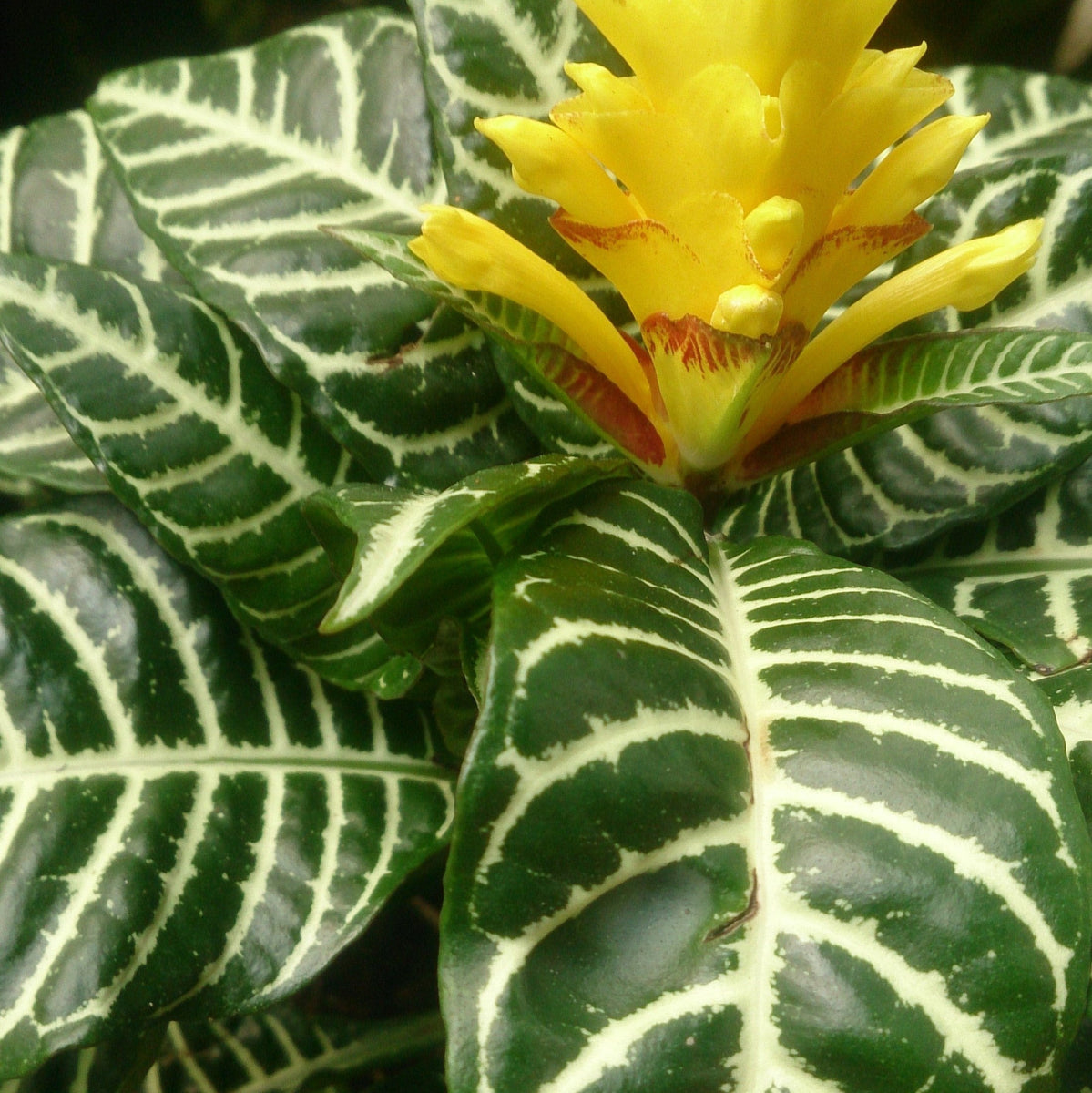 How To Care for a Zebra Plant (Aphelandra squarrosa) – Cheeky Plant Co.