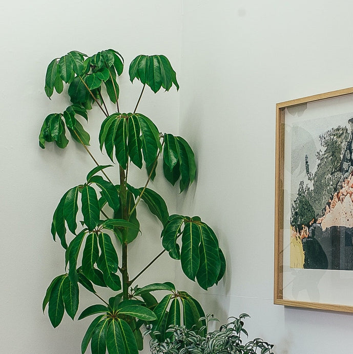 How to Care for an Umbrella Plant (Schefflera)