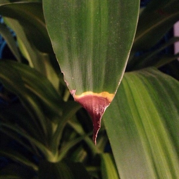 How To Deal with Leaf-Tip Browning on Houseplant Leaves  Cheeky Plant Co.