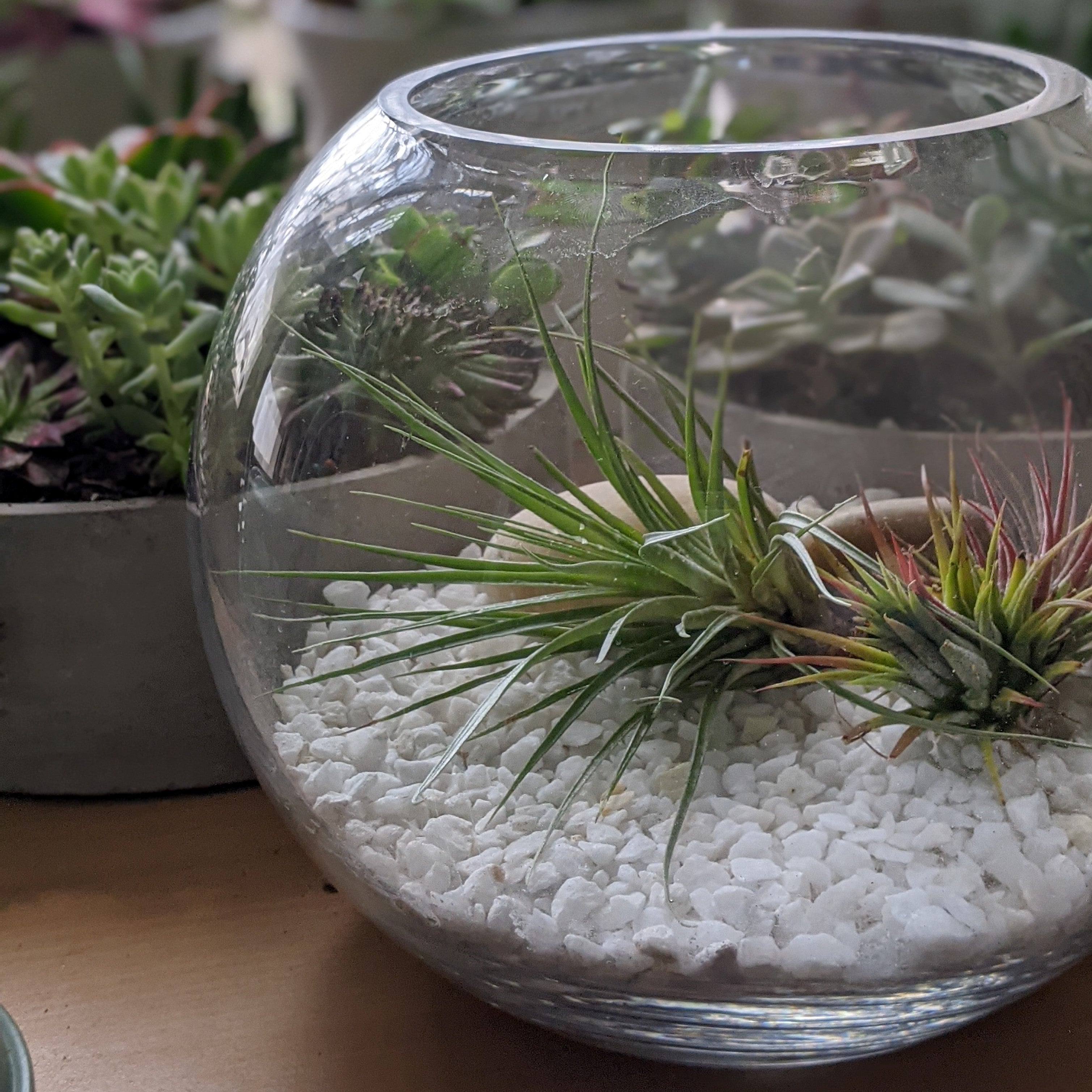 How to Display Your Air Plants Cheeky Plant Co