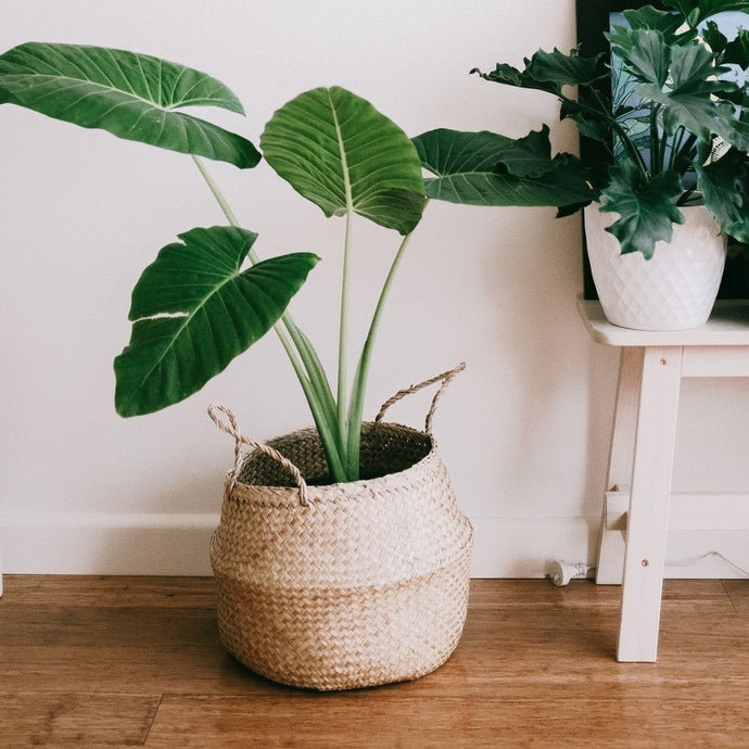 How to Fertilise Indoor Plants