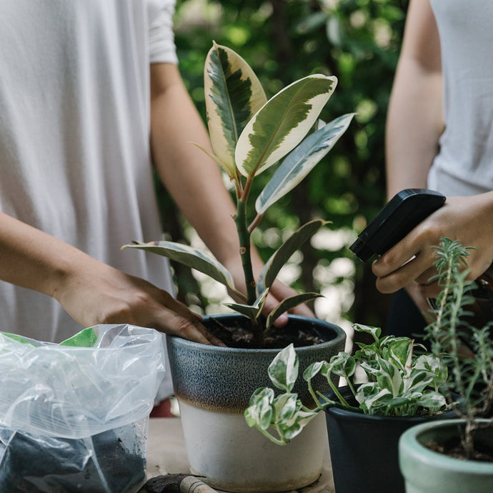 How To Fertilise Your Indoor Plants