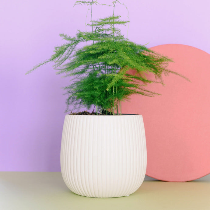 How To Get Your Ferns Thriving Indoors